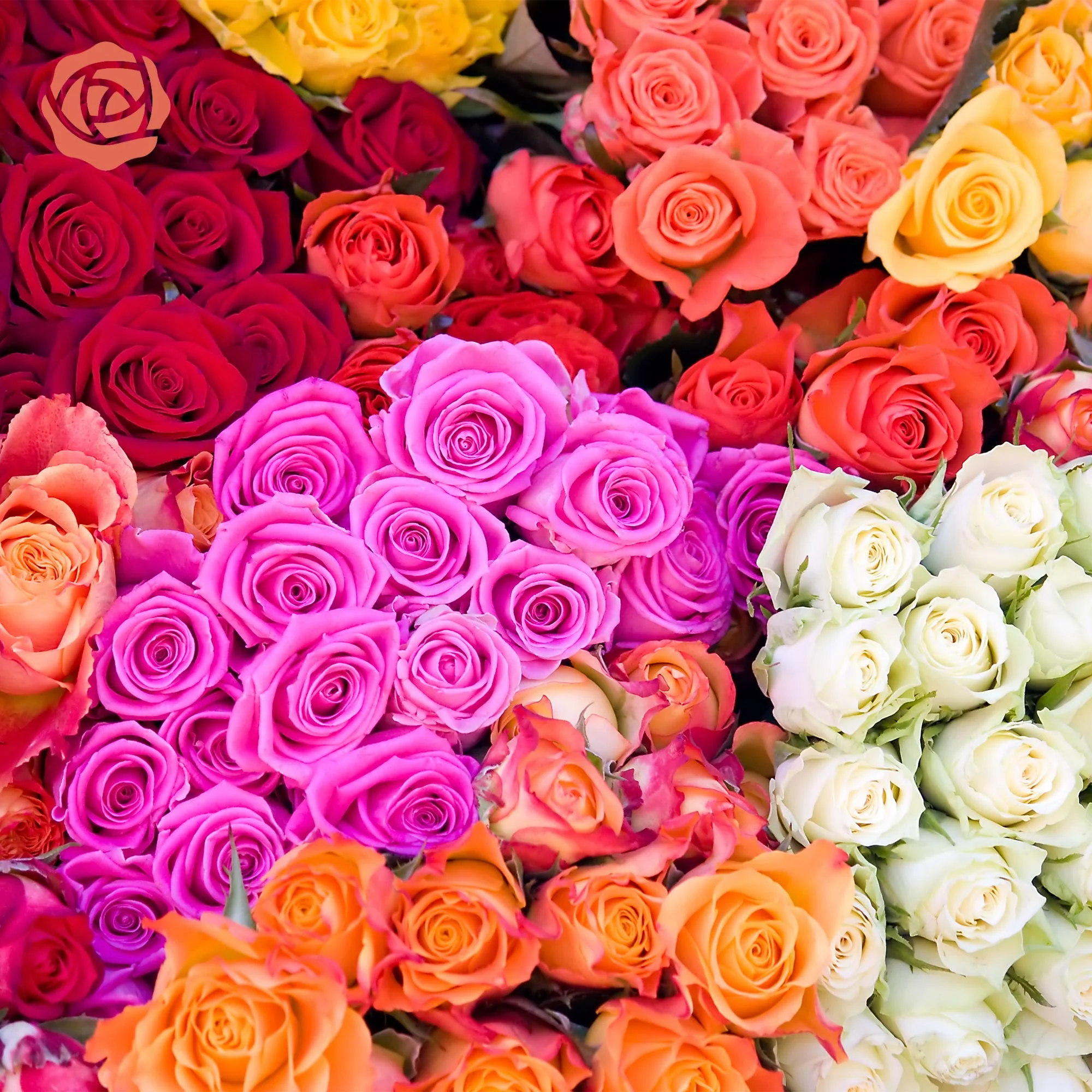 Your Perfect Roses